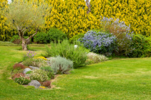 5 erreurs courantes qui empêchent votre gazon d’être vert