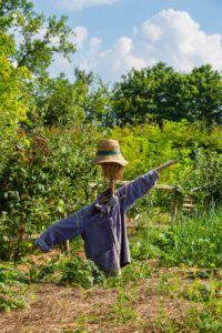 Plantation printanière : les soins à apporter pour une bonne reprise