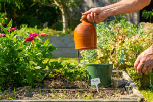 Plantation printanière : les soins à apporter pour une bonne reprise