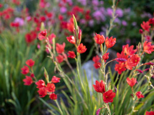 Les floraisons de printemps un vrai régal !