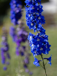 Les floraisons de printemps un vrai régal !
