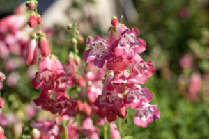 Les floraisons de printemps un vrai régal !