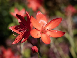 Les floraisons de printemps un vrai régal !