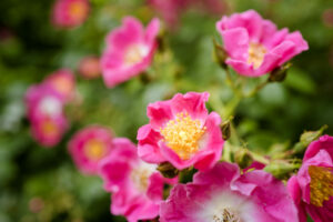 Les floraisons de printemps un vrai régal !