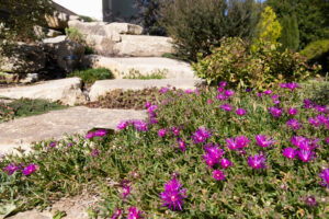 Les floraisons de printemps un vrai régal !