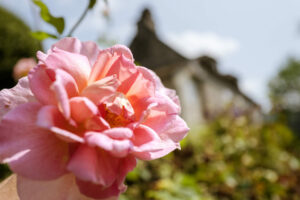 Les floraisons de printemps un vrai régal !