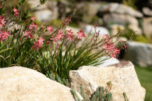 Les floraisons de printemps un vrai régal !