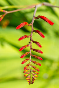 Taille de printemps quoi et quand la faire : Le guide complet