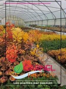 Les plantes couvre sol qui remplacent le désherbage.