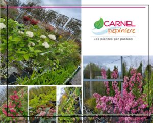 Les plantes couvre sol qui remplacent le désherbage.