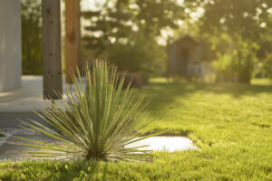 Petit jardin : 7 astuces de paysagiste pour maximiser l’espace !