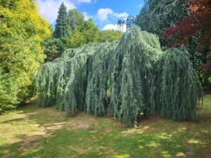 Comment un jardin climatise votre maison : un jardin frais.