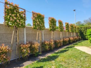 Comment un jardin climatise votre maison : un jardin frais.