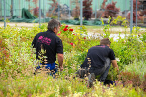 Les tailles de septembre pour un beau jardin d’hiver