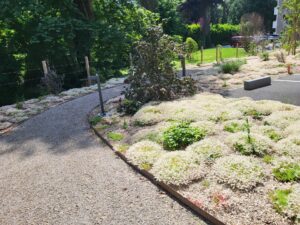 Arbres contre la chaleur : comment créer un îlot de fraîcheur