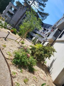 Arbres contre la chaleur : comment créer un îlot de fraîcheur