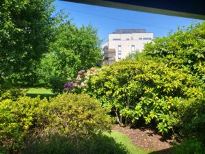 Arbres contre la chaleur : comment créer un îlot de fraîcheur