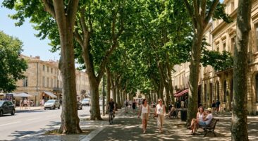 Les arbres, le rempart naturel contre la chaleur