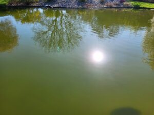 Construire une mare écologique : le guide complet