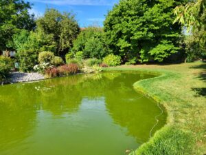 Construire une mare écologique : le guide complet