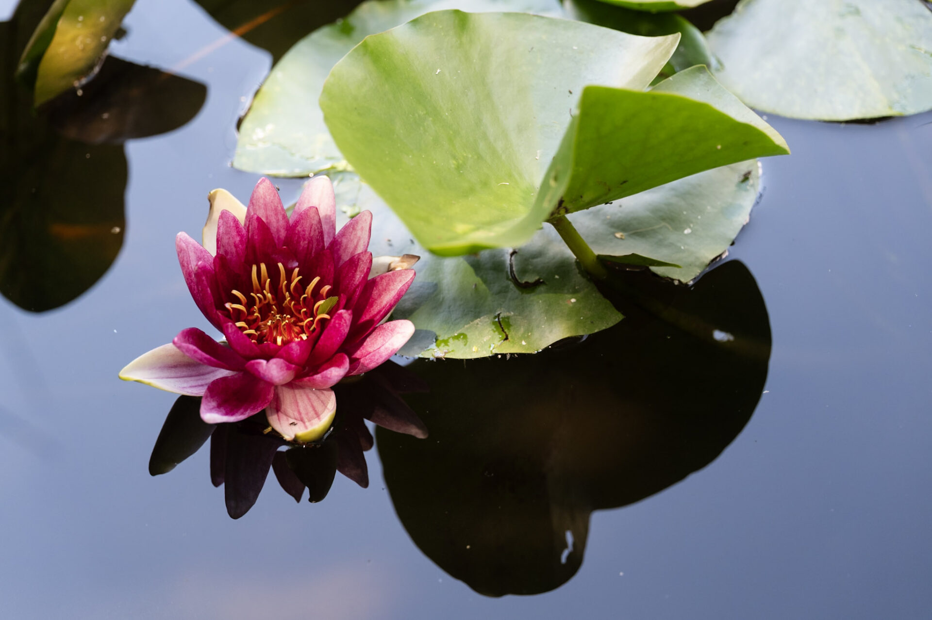Construire une mare écologique : le guide complet pour un jardin vivant