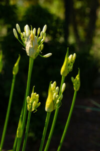 Les vivaces dans votre jardin : guide pour un massif durable
